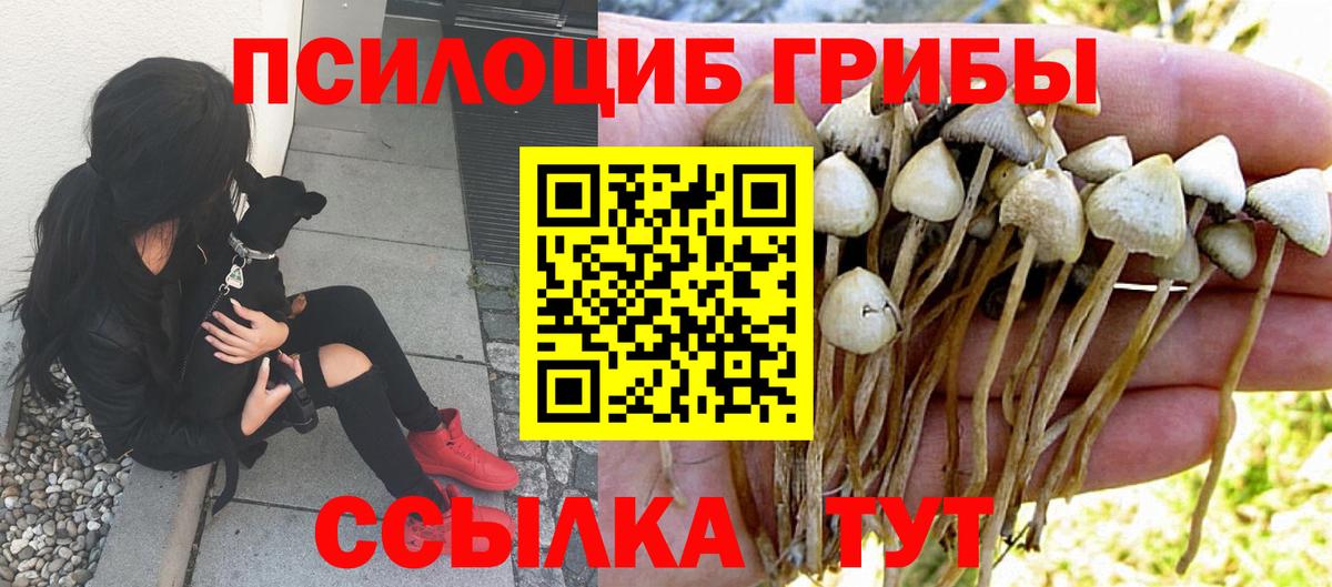 Михайловск  купить наркотики сайты  Вход с VPN  Галлюциногенные грибы Psilocybine cubensis 